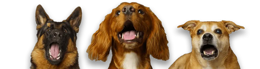 Happy Dogs Smiling 1