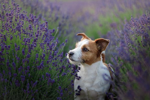 Beginners Guide Introducing Herbal Pet Care To Your Dog