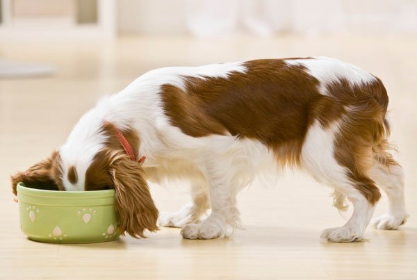 Beginners Guide Introducing Herbal Pet Care To Your Dog 2