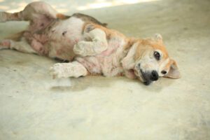 Old Beagle, Skin Disease In Dogs, Scabies In Dogs