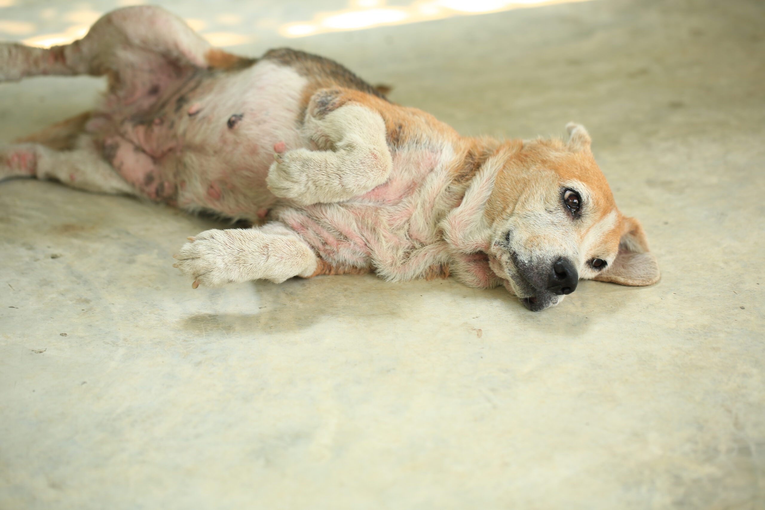 Old Beagle, Skin Disease In Dogs, Scabies In Dogs