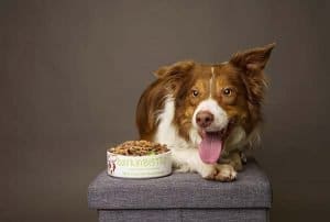 Transitioning Your Dog To Raw Food Barkin Bistro