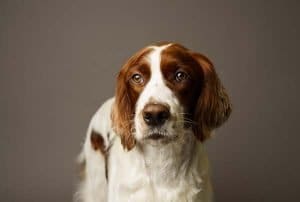 Diy Diet For Dogs