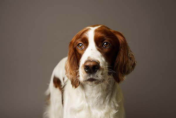 Diy Diet For Dogs