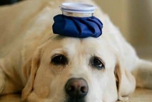 Pancreatitis In Dogs