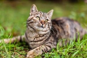 What Is The Best Cat Food