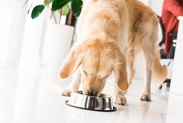 Barkin Bistro Elimination Diets Min
