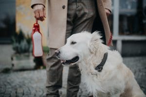 Low Section Of Elegant Senior Man Walking His Dog Outdoors In City.