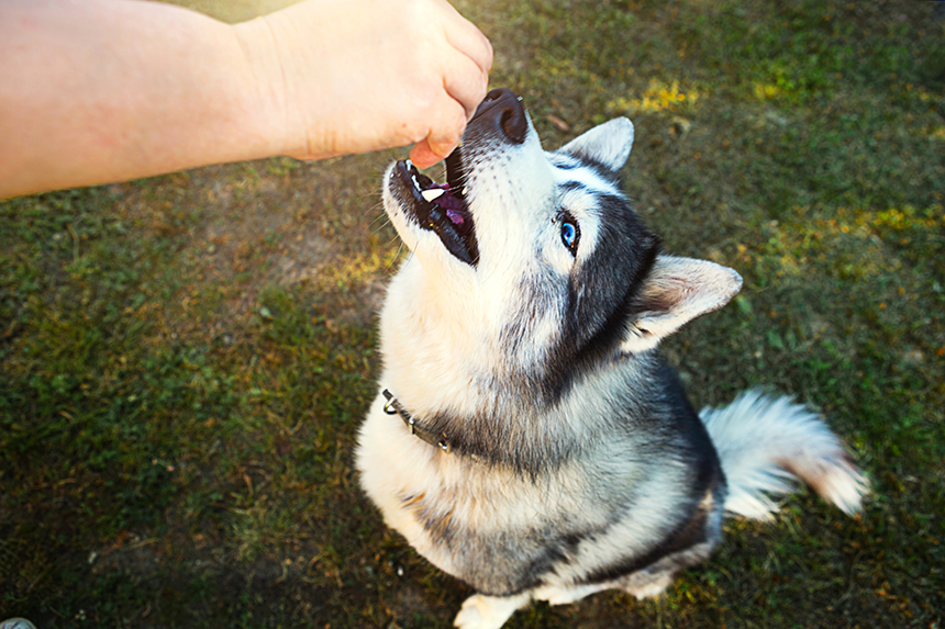 Husky Dog Gets A Delicious For Executing The Sit Command. Traini