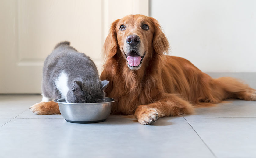 Dry Food Dog And Cat