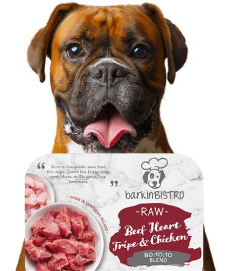 Jessie Face Of Barkin Bistro 11 Min