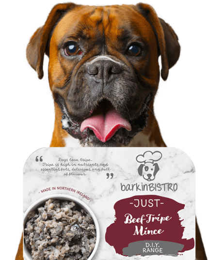 Jessie Face Of Barkin Bistro 3 Min