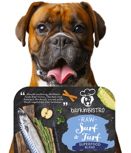 Jessie Face Of Barkin Bistro 8 Min